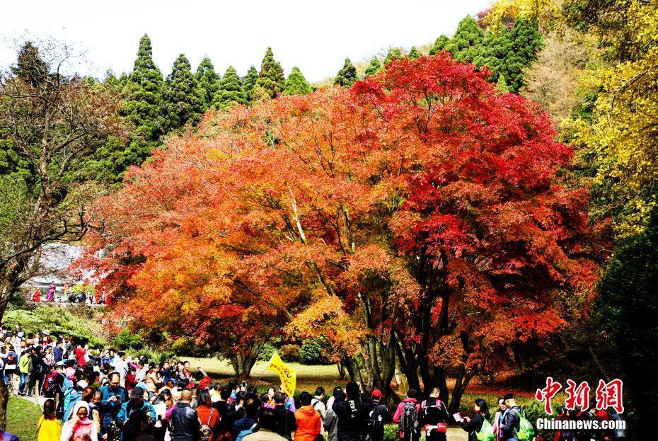 国内多地赏枫季启幕，旅游热潮重燃