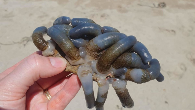 澳大利亚海滩的神秘生物，男孩的不寻常冒险之旅