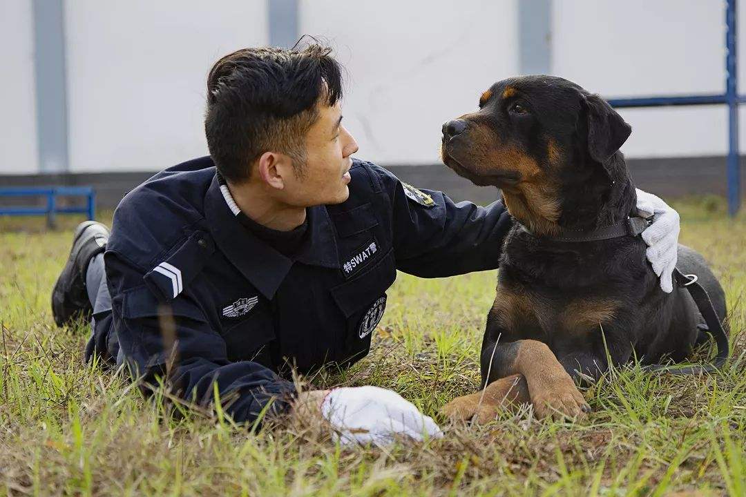 流浪狗逆袭成警犬精英，秒速入职警犬队的故事