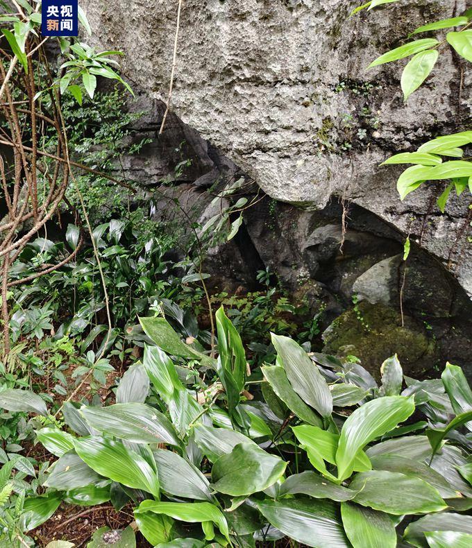 贵州发现洞穴植物新物种，开启地球生物多样性新篇章探索之旅