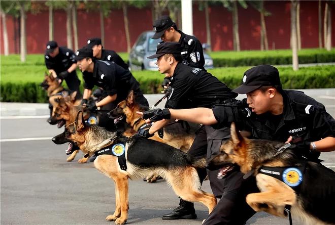 云南警犬遭遇连续通报批评，背后的故事引发深刻反思