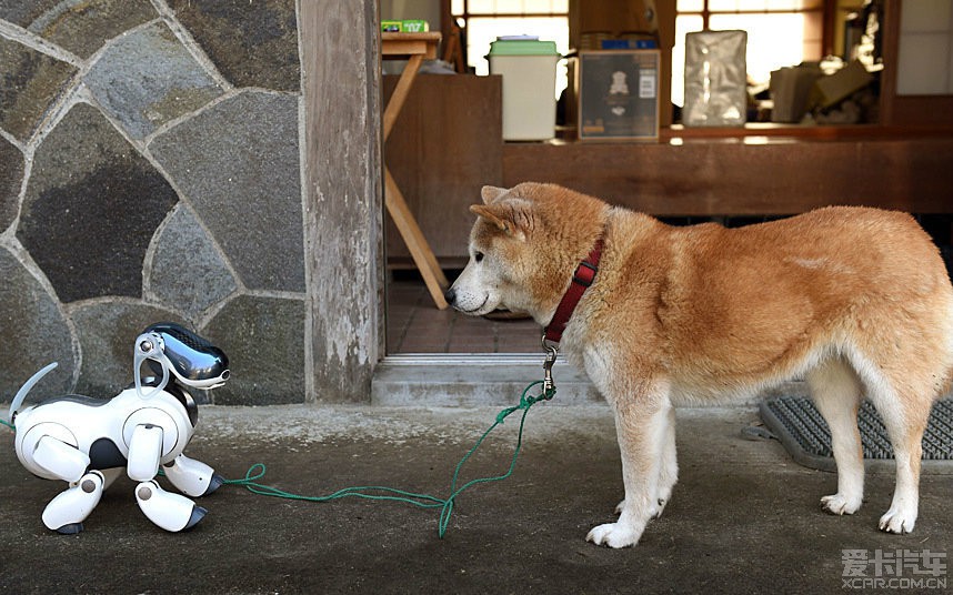 机器狗与柴犬的温馨新年邂逅，双犬互拜迎新岁