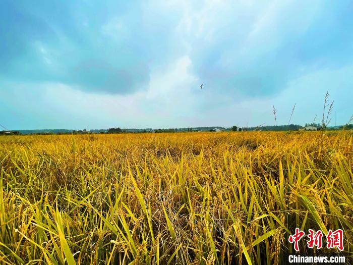 湖南粮食产量突破600亿斤大关，丰收喜悦与未来展望同庆