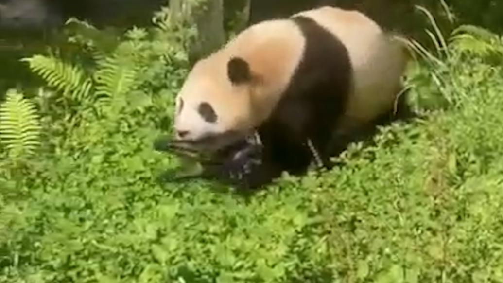 女子为每日亲近大熊猫移居重庆，人与自然和谐之旅的见证